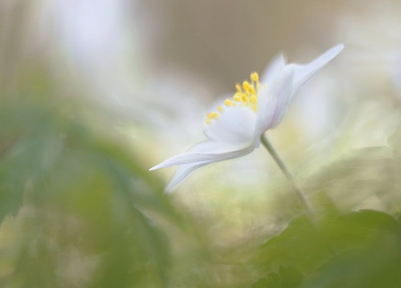 Wood Anemoon by Remco loeffen