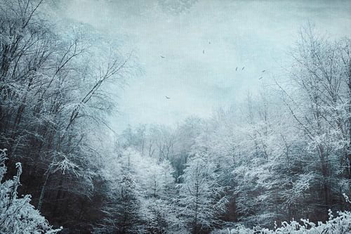 Ice forest - hoarfrost on trees