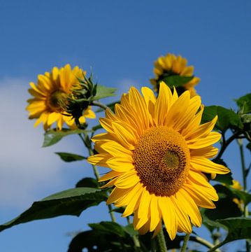 Sunshine van Ostsee Bilder