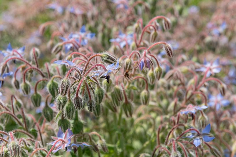 Cucumber weed by Richard Wareham