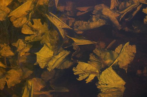 Oude bladeren in het water