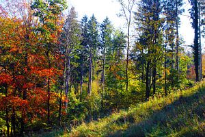Herbstwald