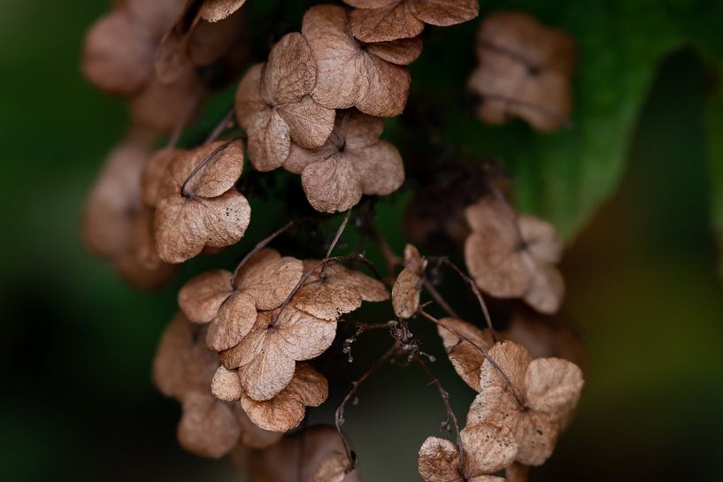 Autumn in the garden - part 3. by Foto van Joyce