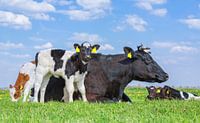 Kuh liegt mit Gruppe neugeborenen Kälbern in der grünen europäischen Weide von Ben Schonewille Miniaturansicht