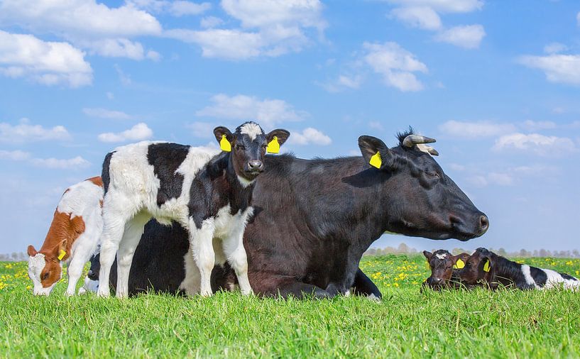 Kuh liegt mit Gruppe neugeborenen Kälbern in der grünen europäischen Weide von Ben Schonewille