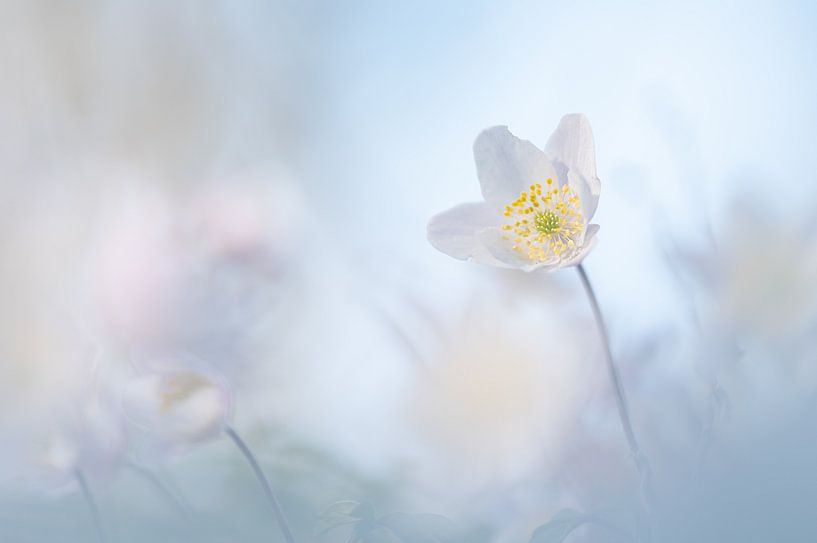 Buschwindröschen von Lilian Photography