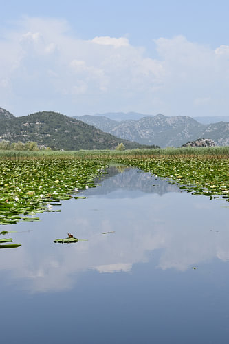 Vaarroute op het meer van Shkodër