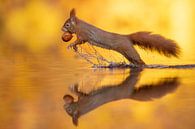 Springendes Eichhörnchen von Dick van Duijn Miniaturansicht