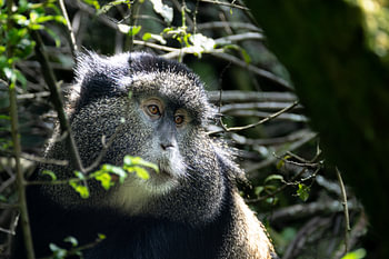Mgahinga's hidden gems - The rare golden monkeys