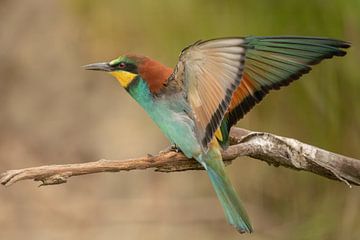 Bee-eater by Tanja van Beuningen