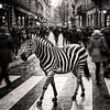 Urban Camouflage: Surreal Monochrome Zebra on a City Crosswalk by Dodik Hariyono