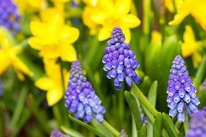 Blauwe druifjes en gele narcissen