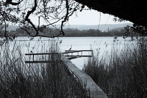 Reiger op steiger op het Breitunger meer
