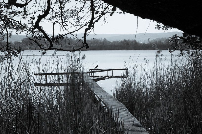 Heron on jetty on Lake Breitunger by Suzanne Schoepe