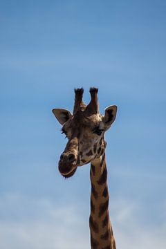 De lange Giraffe van Selwyn Smeets - SaSmeets Photography