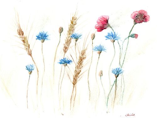 Korenveld met korenbloemen en klaprozen