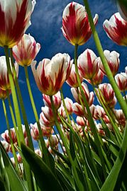 Tulips field in bloom by Roel Beurskens