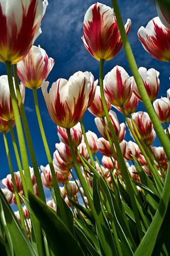 Tulips field in bloom