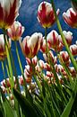 Tulpen-Feld in voller Blüte von Roel Beurskens Miniaturansicht