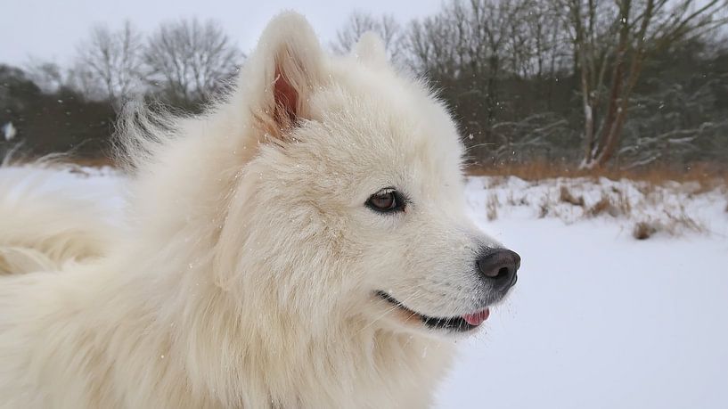 Samoyed by Bo Valentino