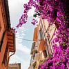 Paarse Bouganville in smal Frans straatje in Collioure van Myrthe Slootjes