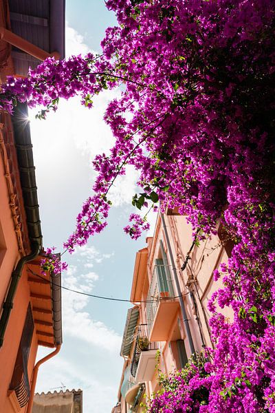 Purple Bouganville in narrow French street in Collioure by Myrthe Slootjes