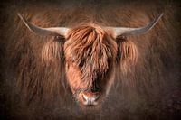 Portret Schotse Hooglander