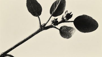 Minimal nature van Franka Poulain