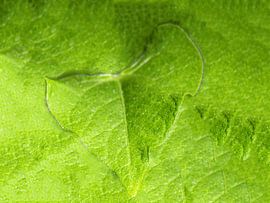 A Chinese bean is just as common. by Strooptocht.EU