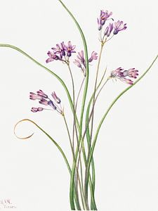 Mary Vaux Walcott - Wild Hyacinth