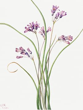 Mary Vaux Walcott - Wilde hyacint