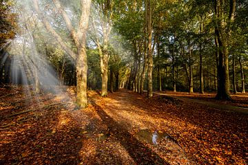Autumn forest path with sunbeams.