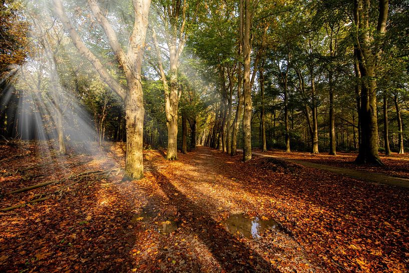 Autumn forest path with sunbeams. by Brian Morgan
