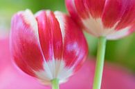 Tulpen von Annie Jakobs Miniaturansicht