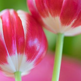 Tulipes sur Annie Jakobs