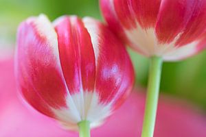 Tulipes sur Annie Jakobs