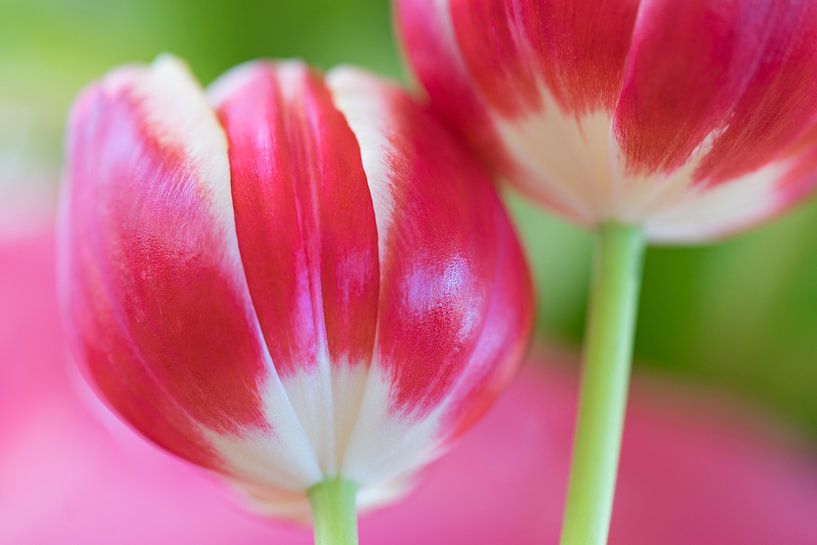 Tulips by Annie Jakobs