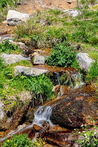 Source de la Savoureuse au Belchen alsacien