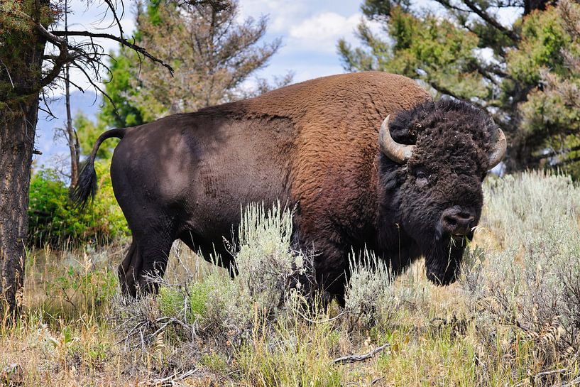 Bison von Buellom