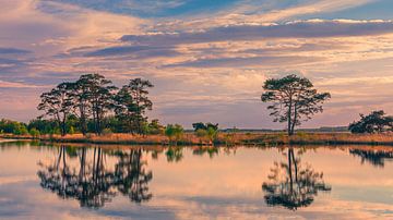 Avondlicht over het  Dwingelderveld van Henk Meijer Photography