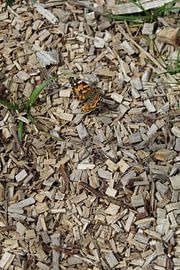Butterfly on woodchips by Eline Lohman