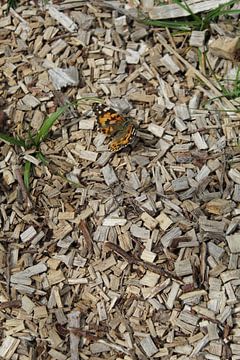 Schmetterling auf Holzhackschnitzeln von Eline Lohman