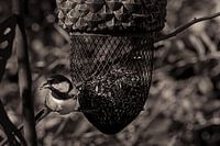 mésange bleue