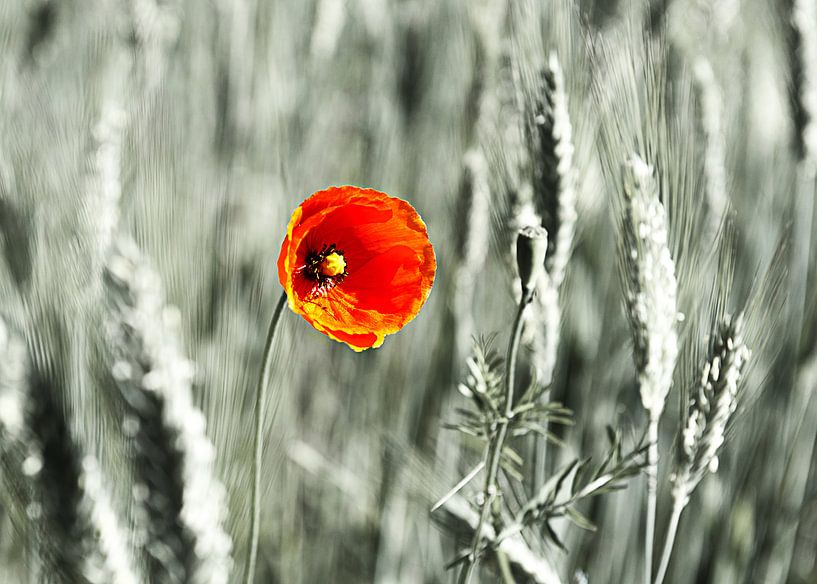 Einsame Mohnblume von Katja Waltmans