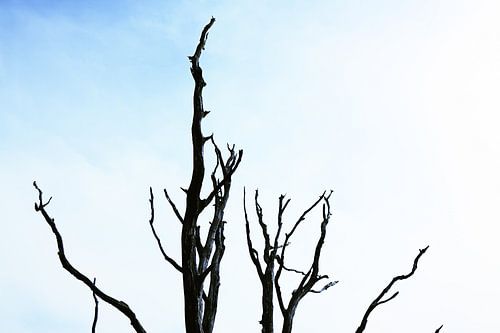 Boom takken met een blauw witte hemel