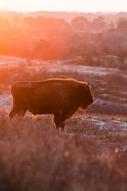 Des sages dans les dunes du Kraansvlak du Kennemerland du sud sur Jeroen Stel