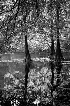 Moerascipres bomen in een meer in Tilburg van Evelien Oerlemans