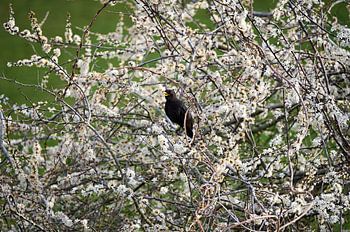 Blackbird in the blossom