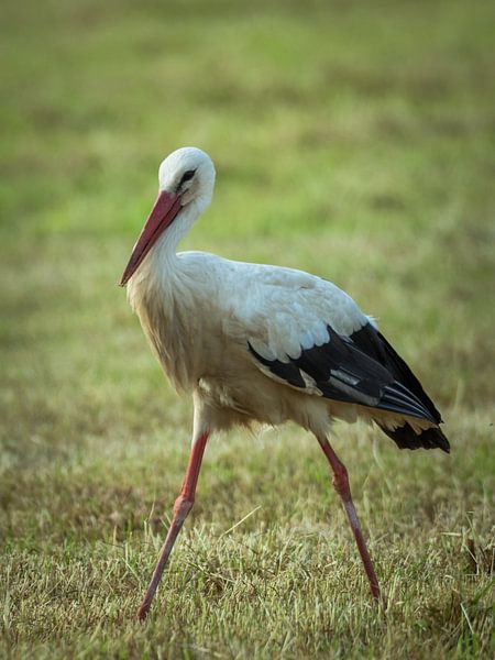 Storch schreitet auf der Wiese von Tobias Luxberg