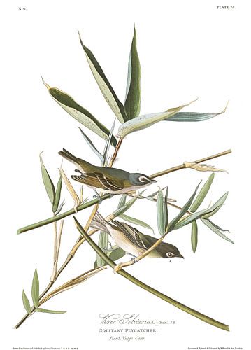 Brilvireo